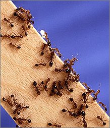 fire ant pests