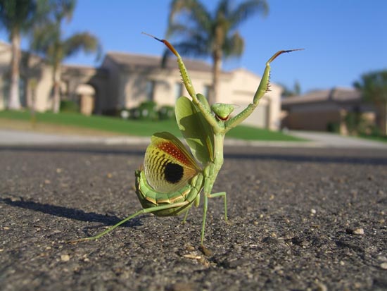 amazing photos: insect
