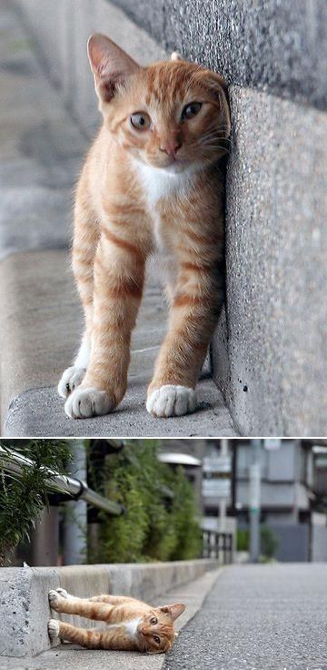 amazing photos: cat