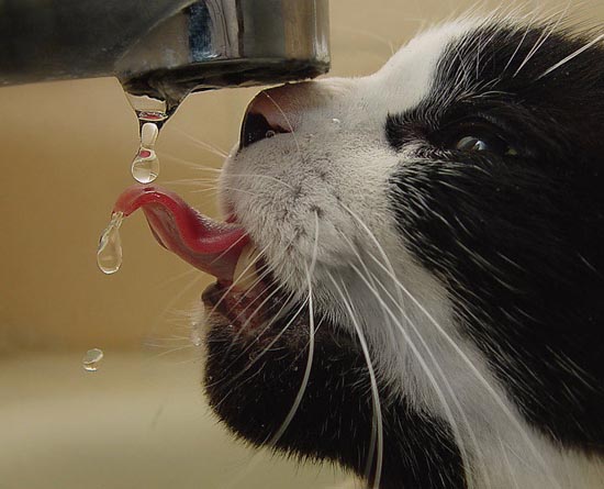 amazing photos: cat water